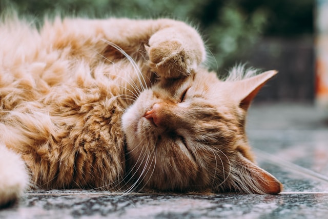 Ronronnement de Chat